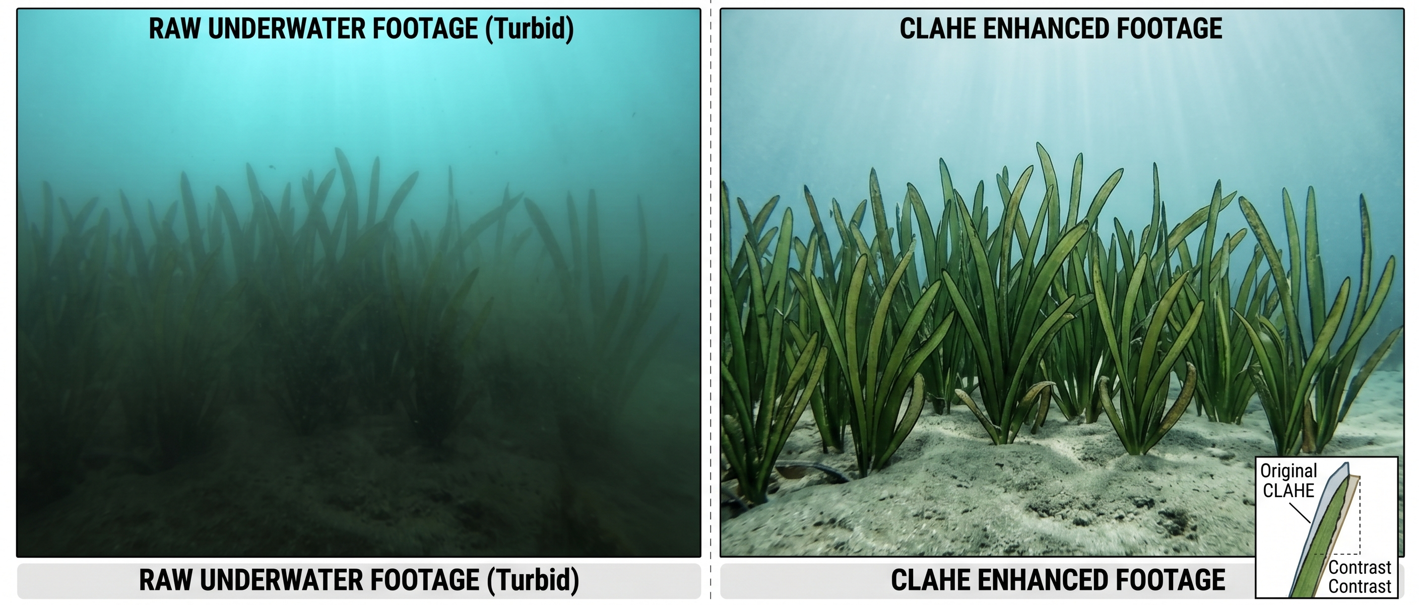 A side-by-side comparison showing raw, murky underwater footage vs. the same frame after CLAHE enhancement, highlighting improved contrast of seagrass blades.